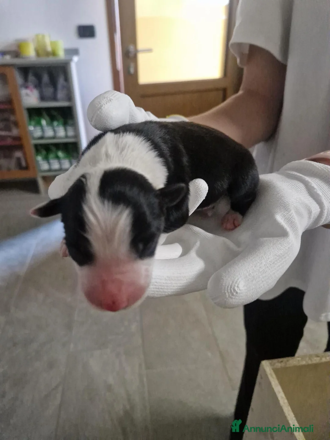 Meticcio cani in vendita: 6 Cuccioli cercano casa - Annuncio 2