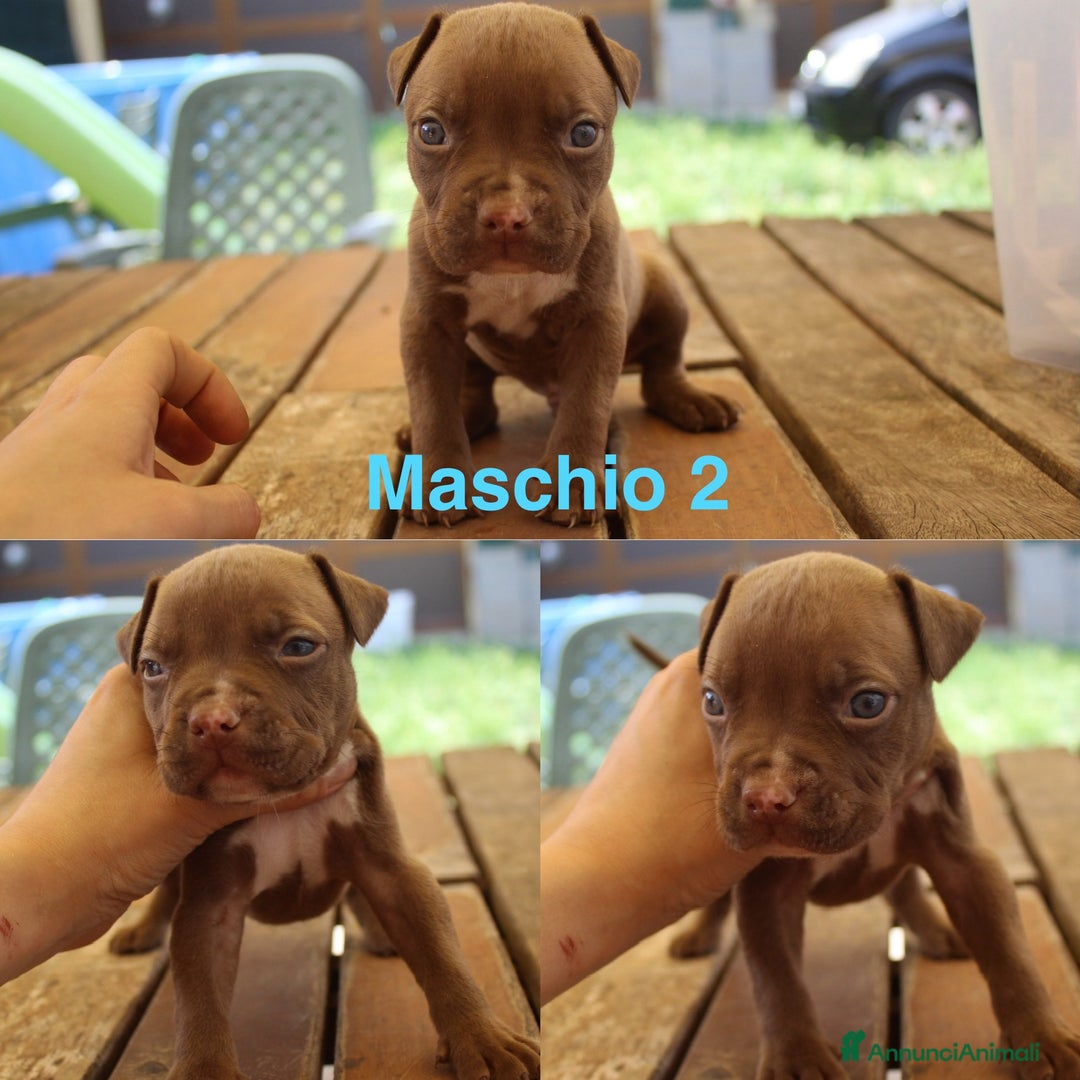 Pitbull cani in vendita: Cuccioli pitbull con pedigree  - Immagine 4