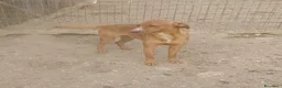 Meticcio cani in regalo: SOS CORFU' - Annuncio 4