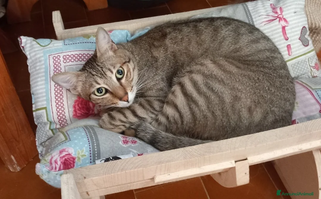 Europeo gatti in regalo: Tenero micino da adottare, JAMES! - Annuncio 6