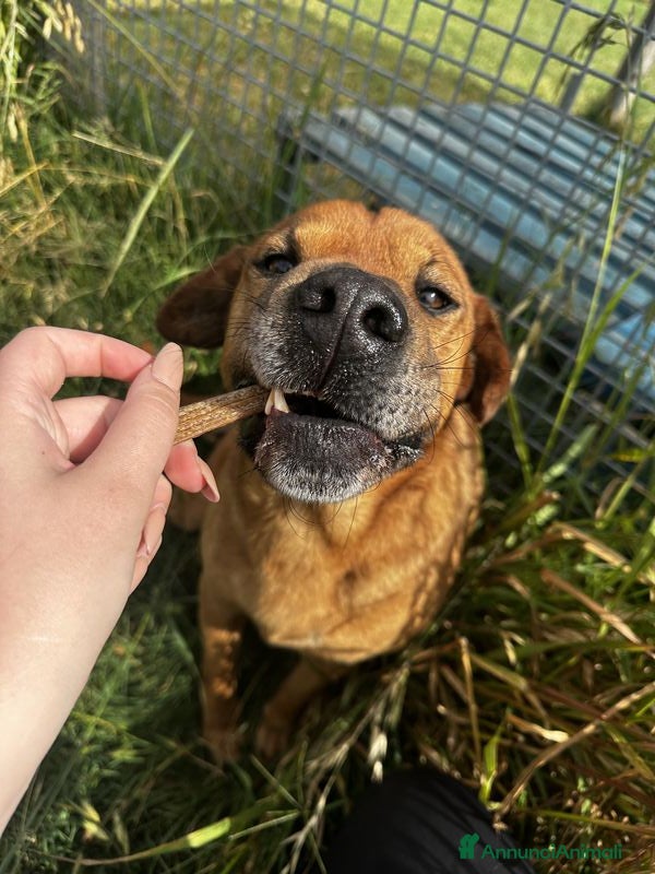 Meticcio cani Frizzante e simpatico Orazio a Provincia di Latina - Annuncio 2
