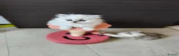 Persiano gatti in vendita: Cucciolata persiani Chinchilla  - Annuncio 5