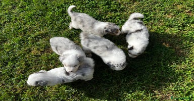 Australian Shepherd cani Australian shepherd/Pastore australiano pedigree - Annuncio 14