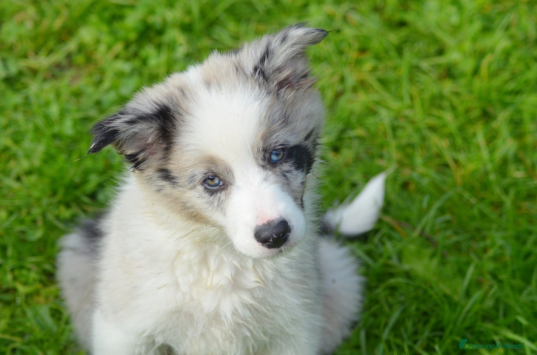 Border Collie cani in vendita: Cuccioli di Border Collie  - Annuncio 9