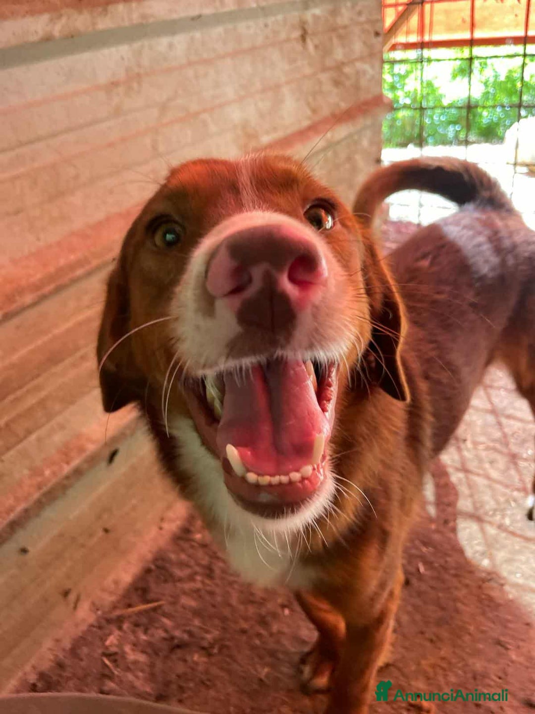 Meticcio cani in regalo: MUFFIN, il cucciolone più DOLCE! - Annuncio 4