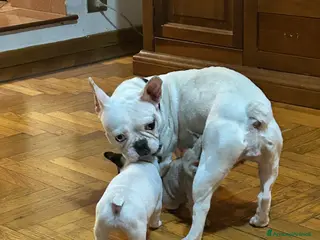 Bulldog Francese cani Bulldog francese - Annuncio 8