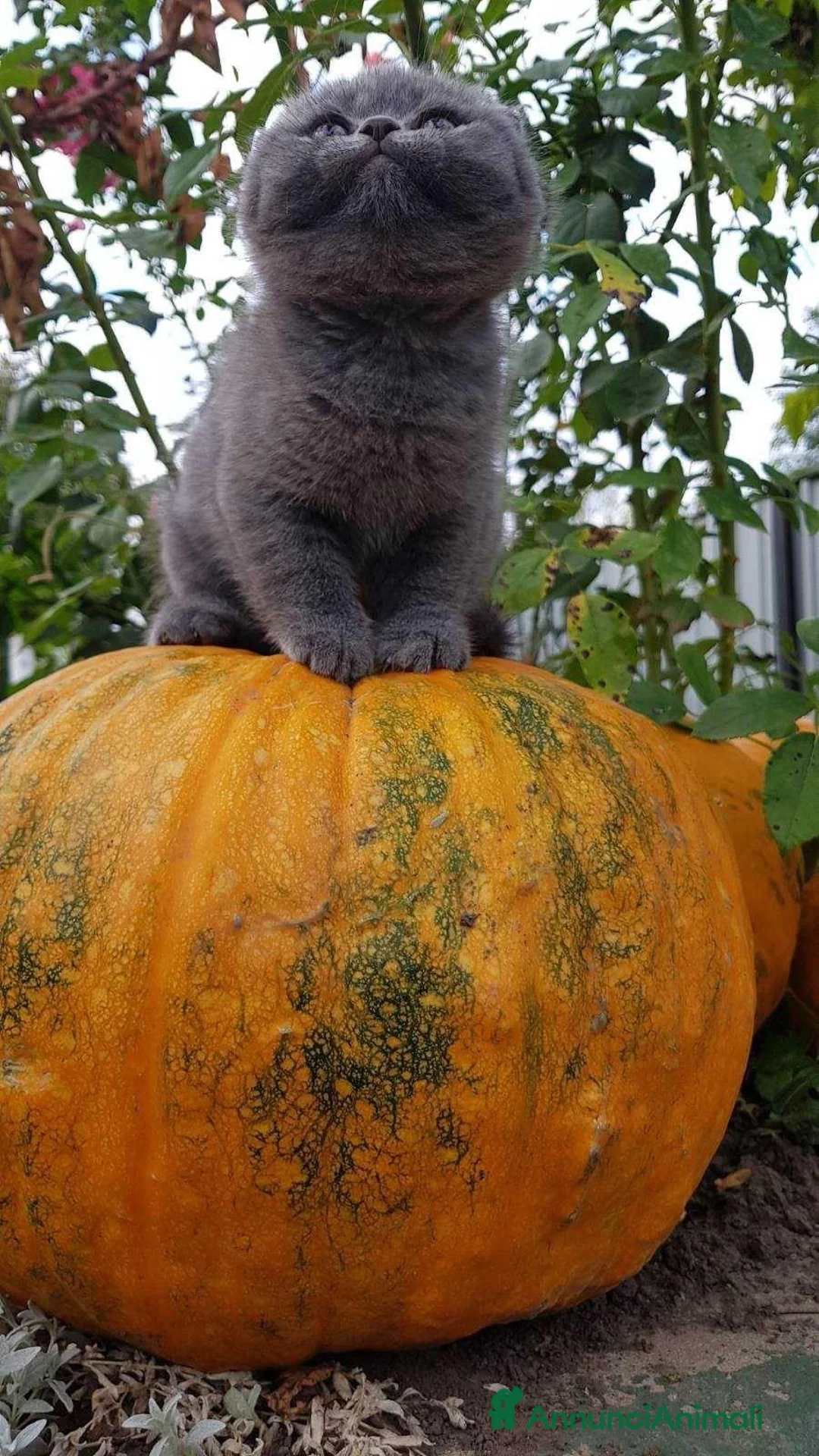 Scottish gatti in vendita: Scottish fold - Annuncio 2
