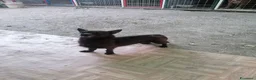 Chihuahua cani in regalo: Maya, Chihuahua/Pinscher Mix in canile a Rovigo - Annuncio 4
