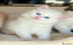 Siberiano gatti in vendita: Gattini siberiani e neva masquerade  - Immagine 8