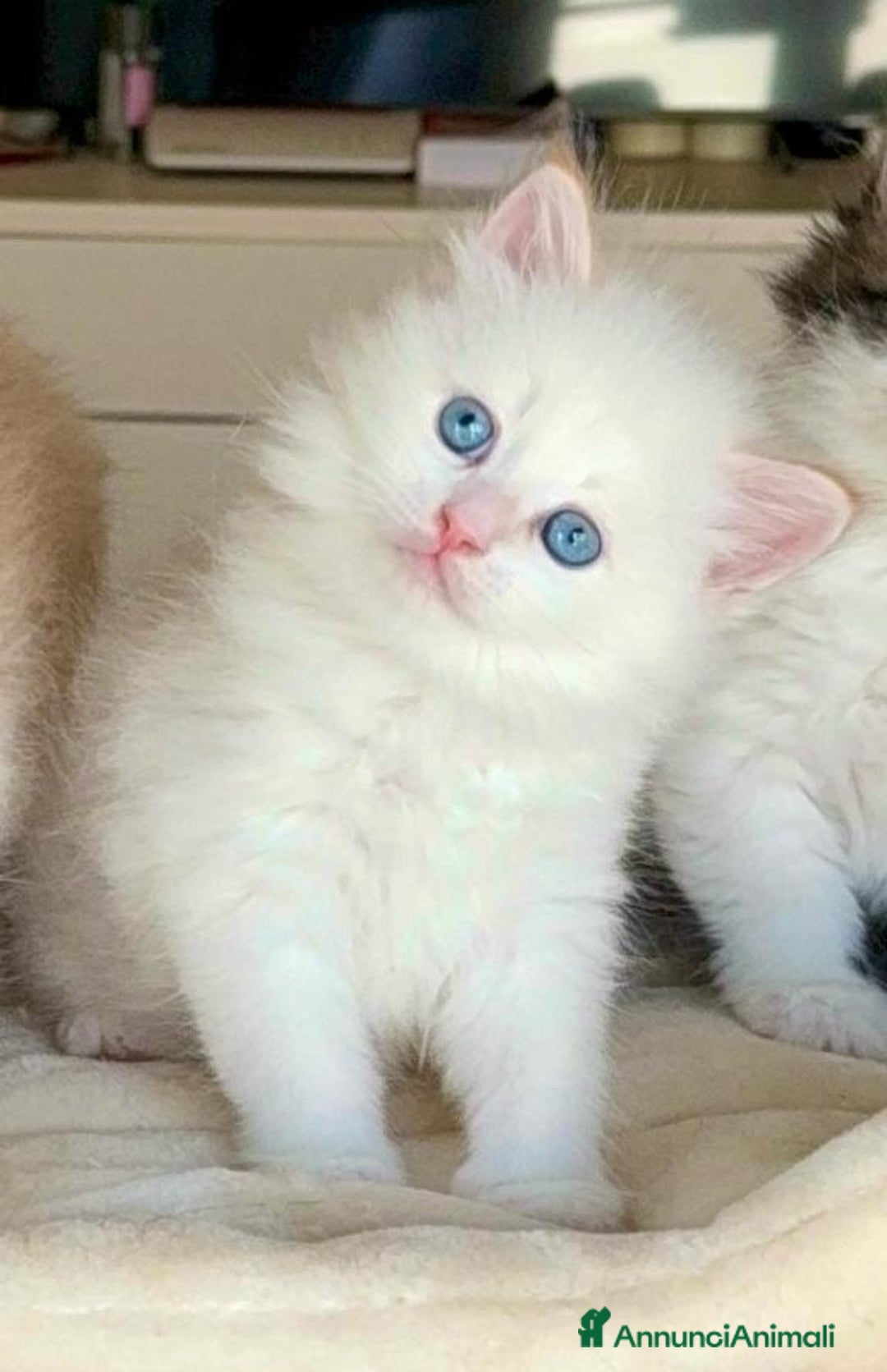 Siberiano gatti in vendita: Gattini siberiani e neva masquerade  - Immagine 8