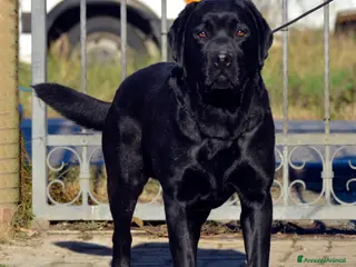 Labrador cani Maschio adulto di Labrador Retriever - Annuncio 8