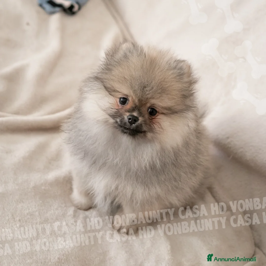 Volpino Pomerania cani in vendita: Cuccioli Spitz Nano di Pomerania - Annuncio 20