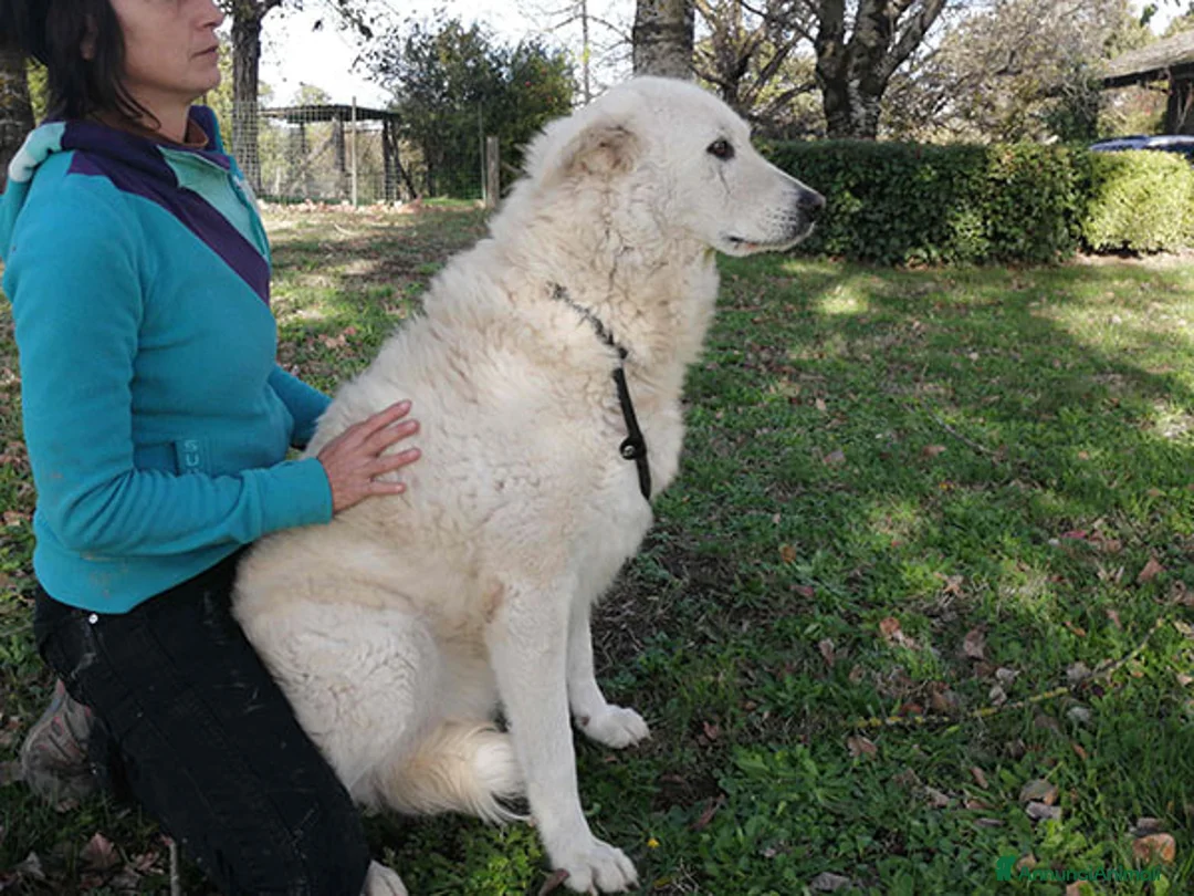 Meticcio cani in regalo: MINERVA UNA VITA DI STENTI ED ORA IN CANILE - Annuncio 2