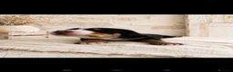 Grande Bovaro Svizzero cani in vendita: Cuccioli di grande bovaro svizzero  - Annuncio 2