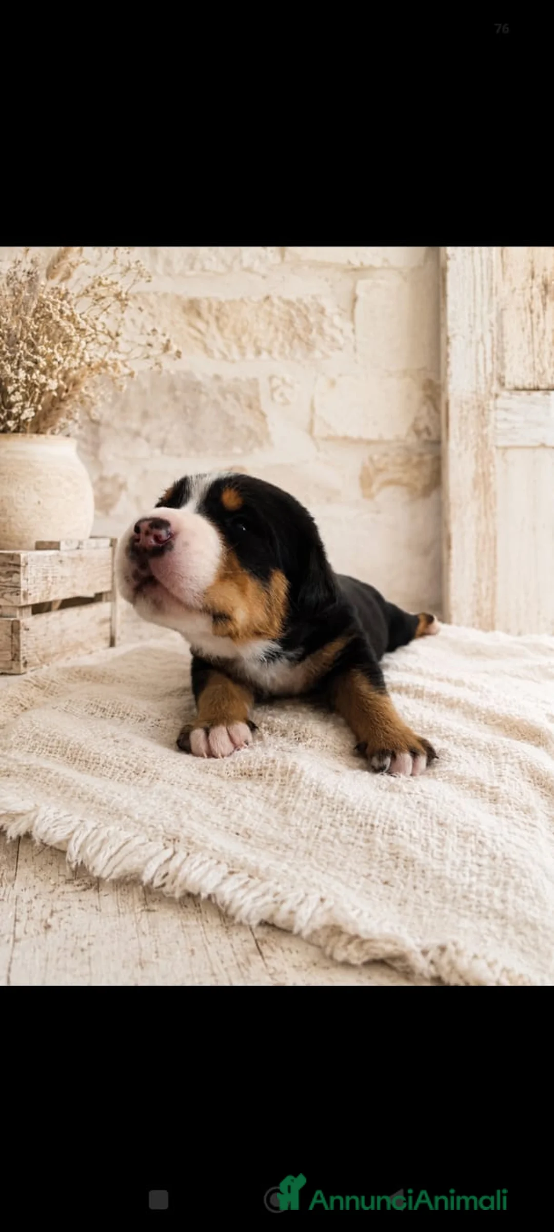 Grande Bovaro Svizzero cani in vendita: Cuccioli di grande bovaro svizzero  - Annuncio 2