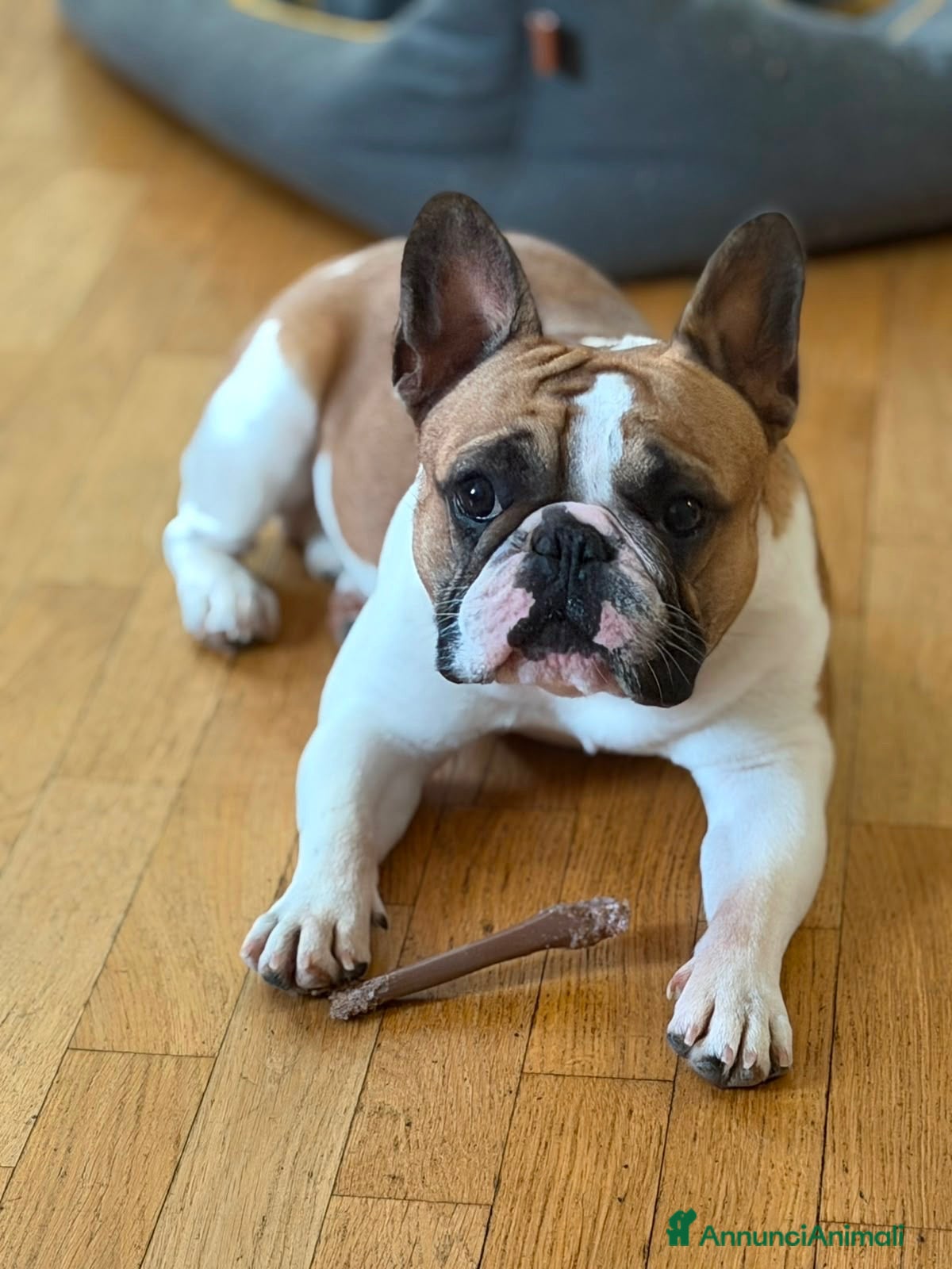 Bulldog Francese cani Silvio cerca fidanzata - Annuncio 1