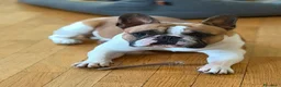 Bulldog Francese cani per accoppiamento: Silvio cerca fidanzata a Provincia di Cremona - Annuncio 1