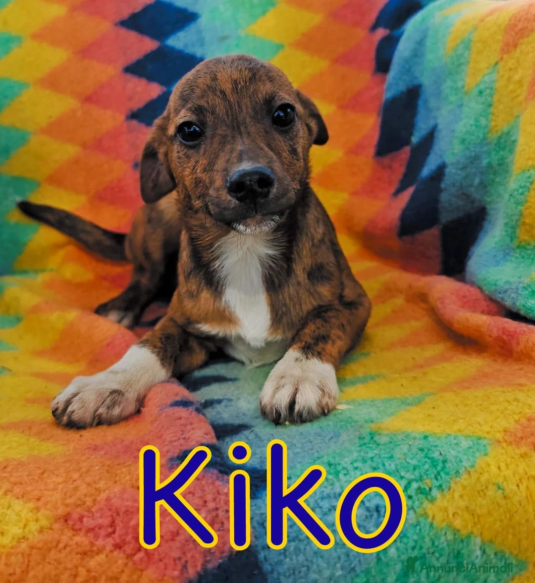Meticcio cani in regalo: KIKO 💙 - cucciolo taglia piccola, cerca una 🏡  - Annuncio 1