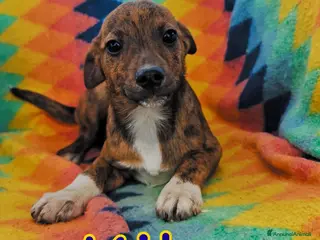 Meticcio cani KIKO 💙 - cucciolo taglia piccola, cerca una 🏡 - Annuncio 2