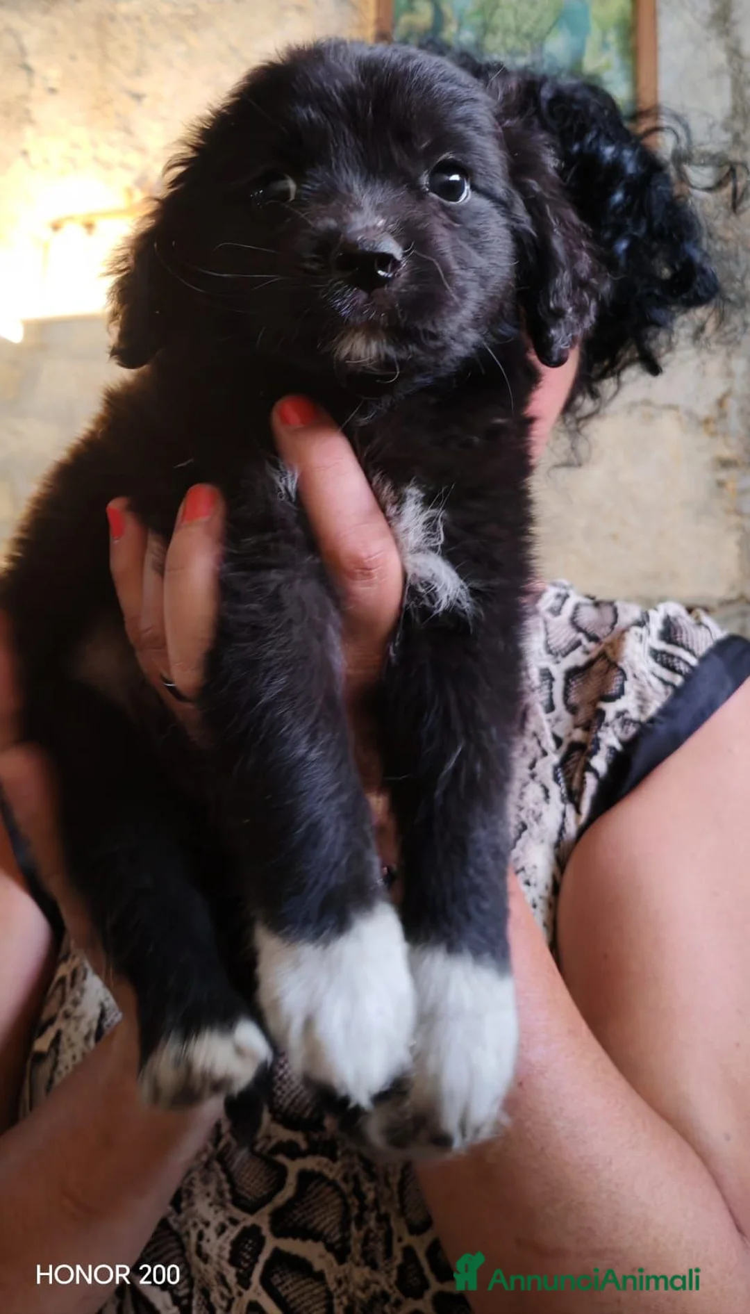Meticcio cani in regalo: 3 mesi, 1 maschio e 2 femmine dolcissimi - Annuncio 2