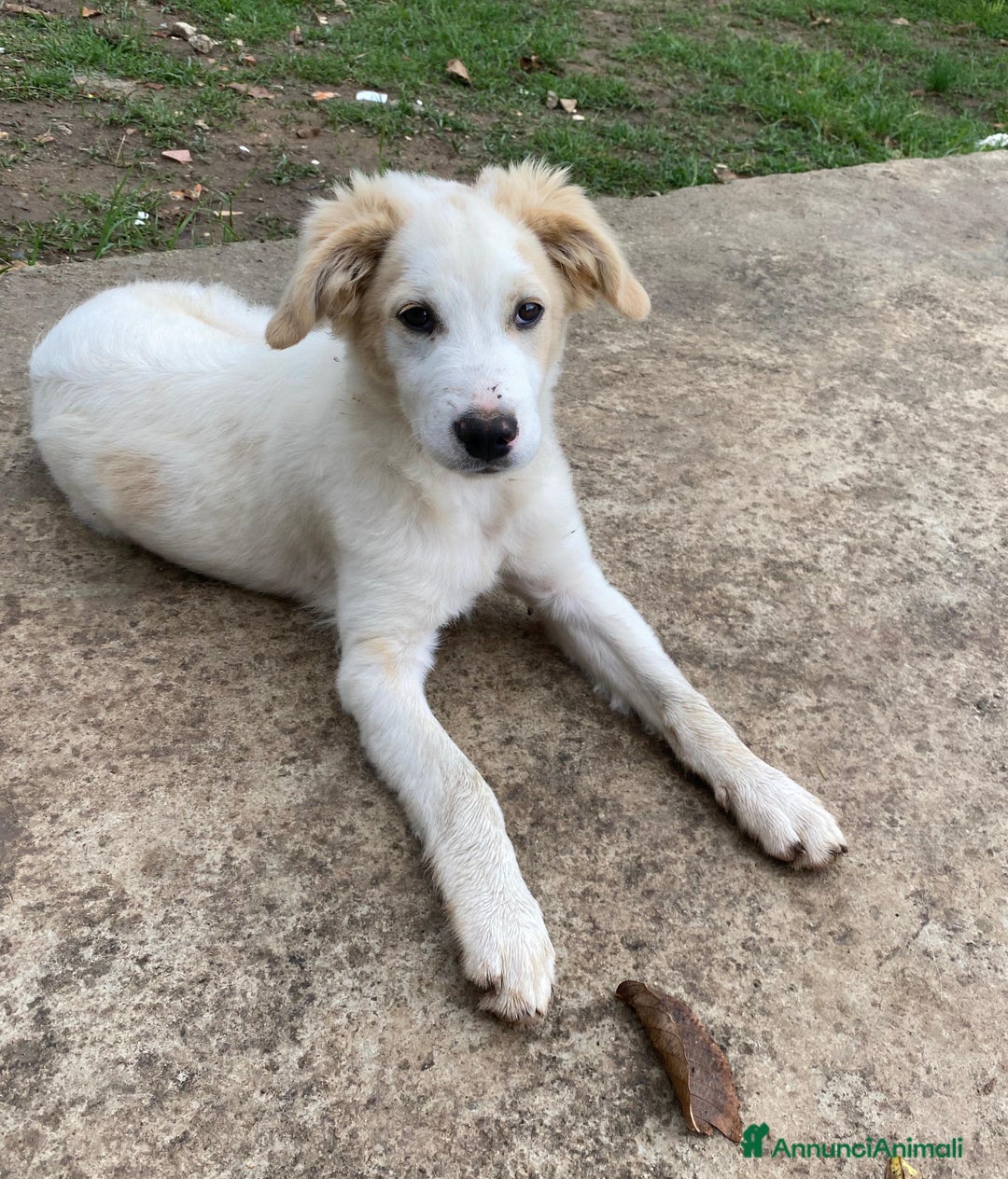 Meticcio cani in regalo: Fuffy cucciolo adorabile - Annuncio 11