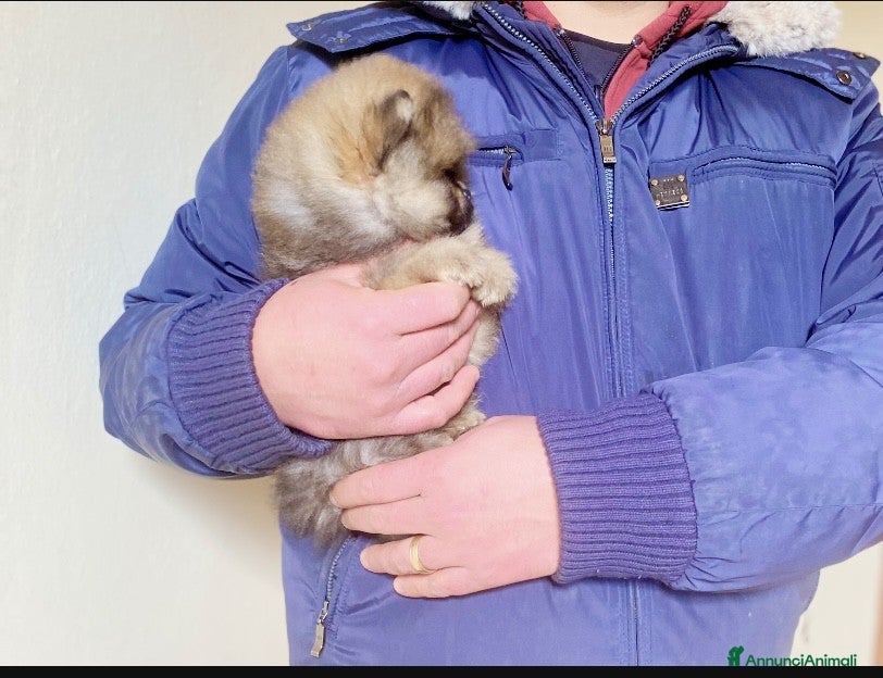Volpino Pomerania cani Pomerania con Pedigree ENCI  - Annuncio 31
