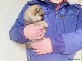 Volpino Pomerania cani Pomerania con Pedigree ENCI - Annuncio 31