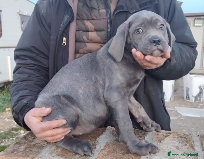 Cane Corso cani Cane corso cuccioli  - Annuncio 1