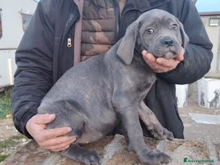 Cane Corso cani Cane corso cuccioli - Annuncio 1