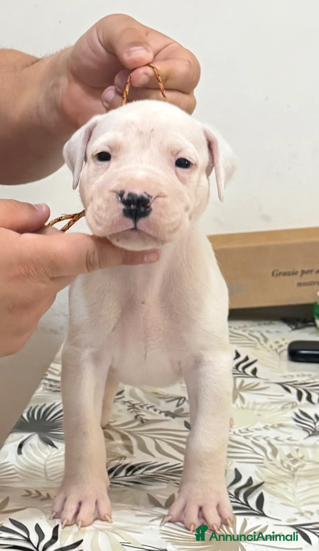 Dogo Argentino cani in vendita: Cuccioli dogo argentino - Annuncio 3