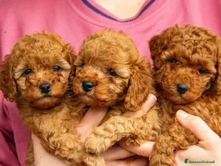 Barboncino cani Cuccioli Barboncino Nano Femmine - Annuncio 2