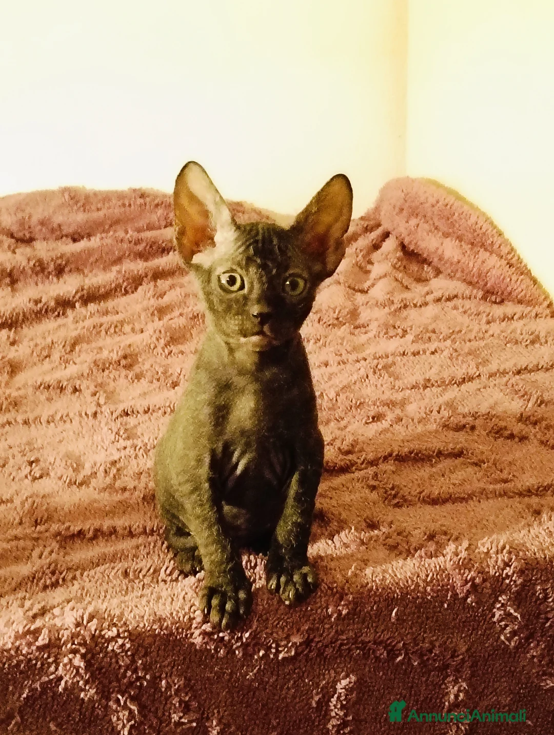 Sphynx gatti in vendita: Femmina don sphynx  - Annuncio 1