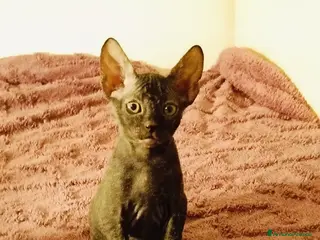 Sphynx gatti Femmina don sphynx - Annuncio 1