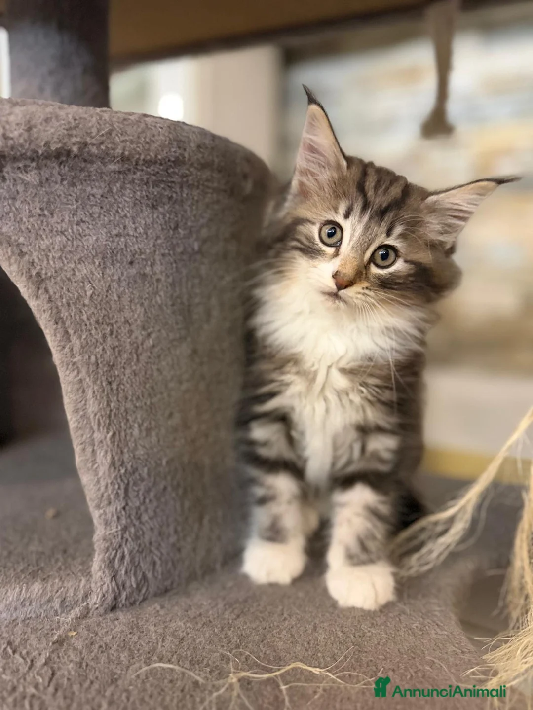 Norvegese gatti in vendita: Cuccioli norvegesi a Provincia di Vicenza - Annuncio 2