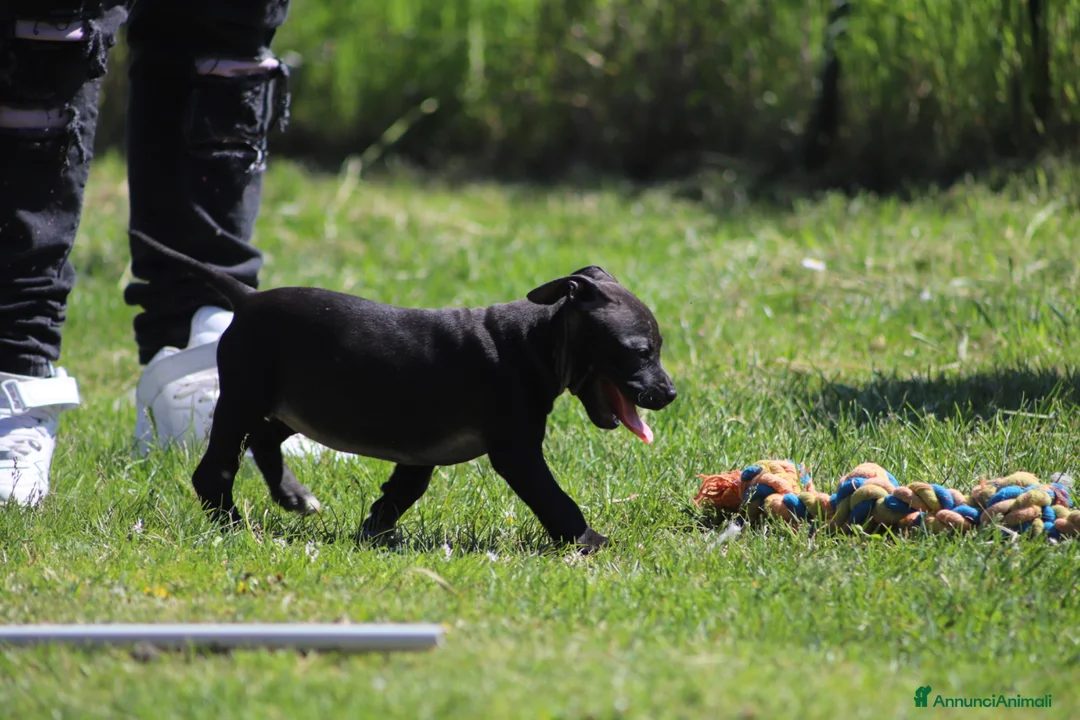 Pitbull cani in vendita: Allevamento dispone di cuccioli di Pit Bull - Annuncio 39