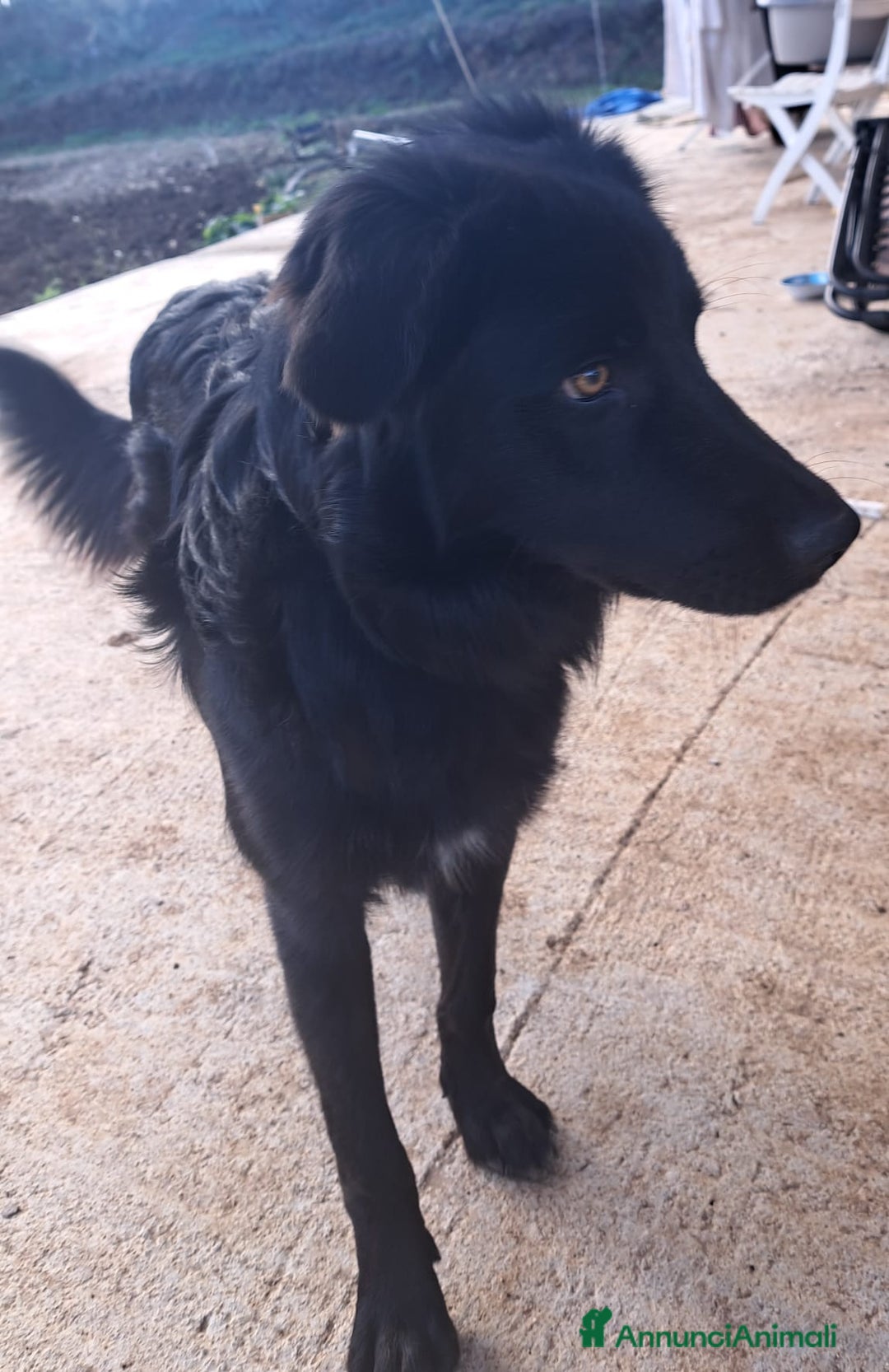 Meticcio cani in regalo: LUCIO MIX GOLDEN/BORDER COLLIE  - Annuncio 2