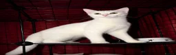 Altre razze gatti in regalo: Nala 5 mesi, femmina - Annuncio 2