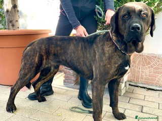 Affenpinscher cani TIGRILLA CANE CORSO - Annuncio 5