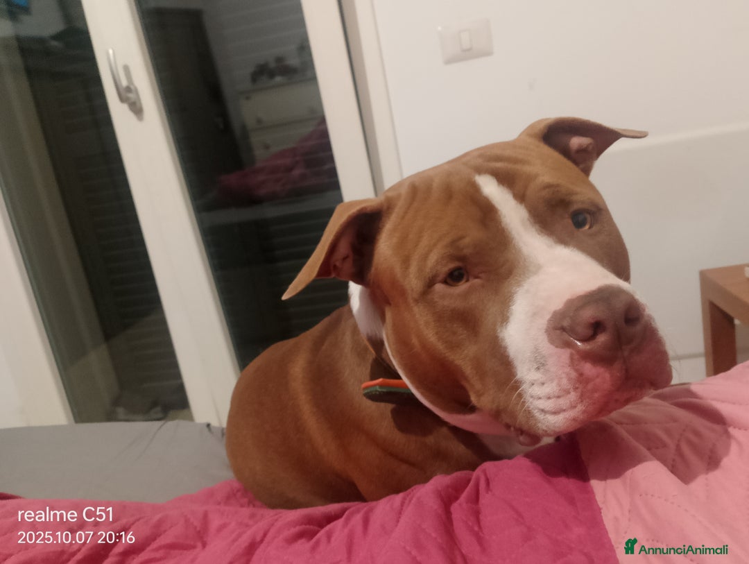 Pitbull cani in regalo: Affettuoso - Immagine 3