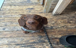 Bassotto cani per accoppiamento: Cerco bassotta per monta  a Provincia di Como - Immagine 2