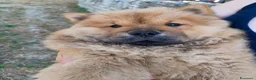 Chow Chow cani in vendita: Chow Chow - Annuncio 15