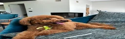 Barboncino Toy cani per accoppiamento: Cerco femmina Barboncino per accoppiamento a Città Metropolitana di Torino - Annuncio 5