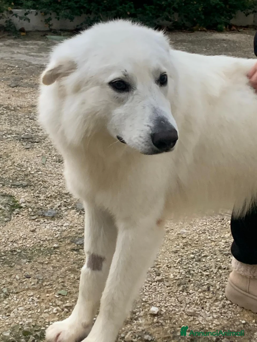 Pastore Svizzero cani in regalo: Gucci, dolcissimo pastore svizzero - Annuncio 2