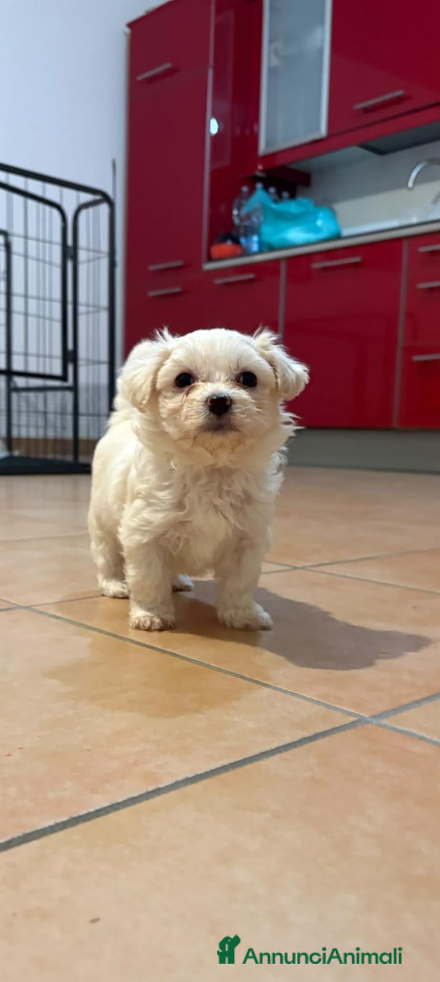 Maltese cani Cuccioli di Maltese  - Annuncio 4