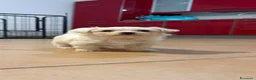 Maltese cani in vendita: Cuccioli di Maltese  - Annuncio 1