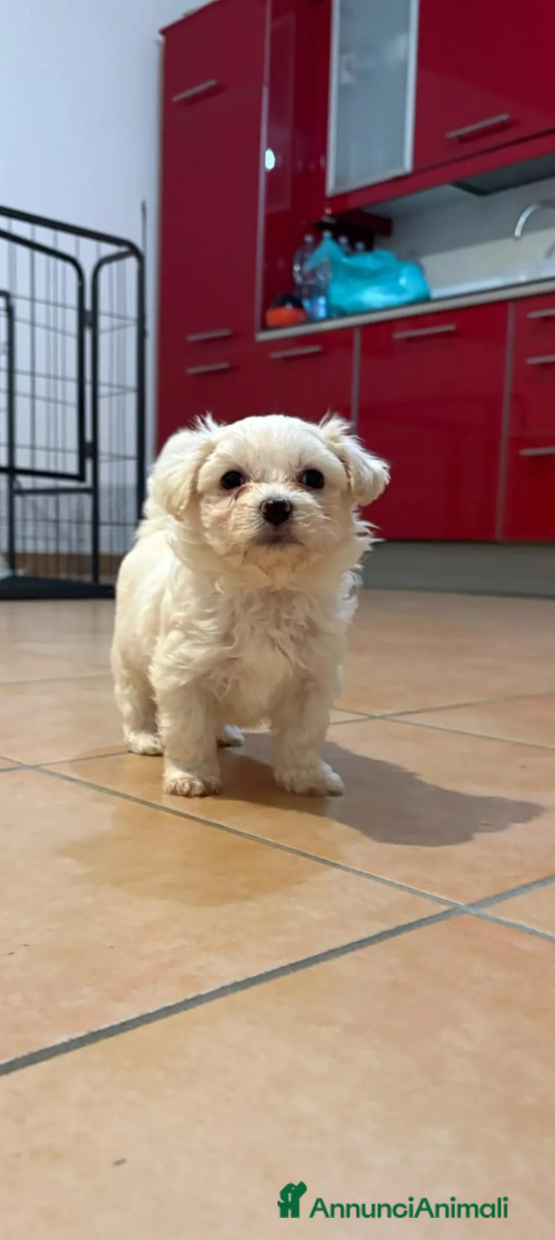 Maltese cani in vendita: Cuccioli di Maltese  - Annuncio 1