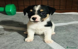 Jack Russell cani in vendita: Jack Russell pelo broken/ruvido a Calenzano - Immagine 32