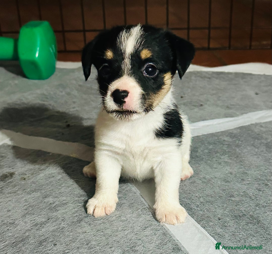 Jack Russell cani in vendita: Jack Russell pelo broken/ruvido a Calenzano - Immagine 32