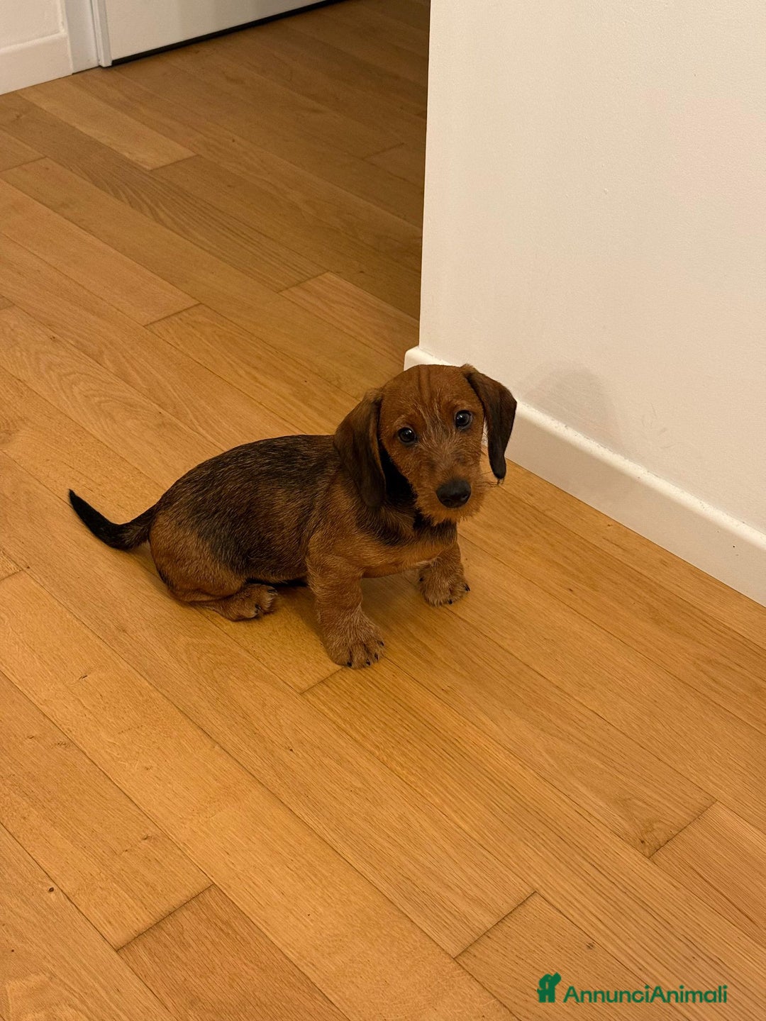 Bassotto cani in vendita: Bassotto pelo duro  - Annuncio 21