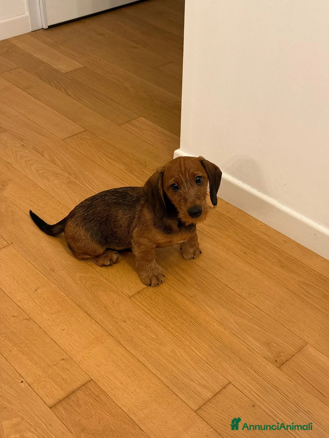 Bassotto cani in vendita: Bassotto pelo duro  - Annuncio 21